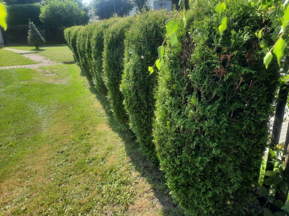 Oddam tuje za wykopanie Oświęcim