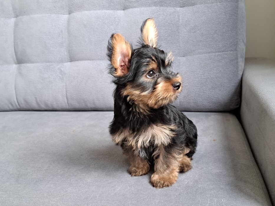 York  Yorkshire  terrier  piesek