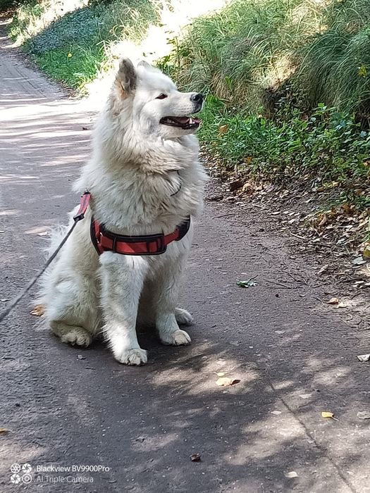 Śliczny Samoyed samiec