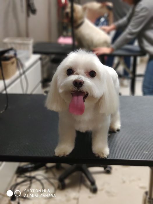 Kurs strzyżenia psów, Kurs Grooming, psi fryzjer Bytom