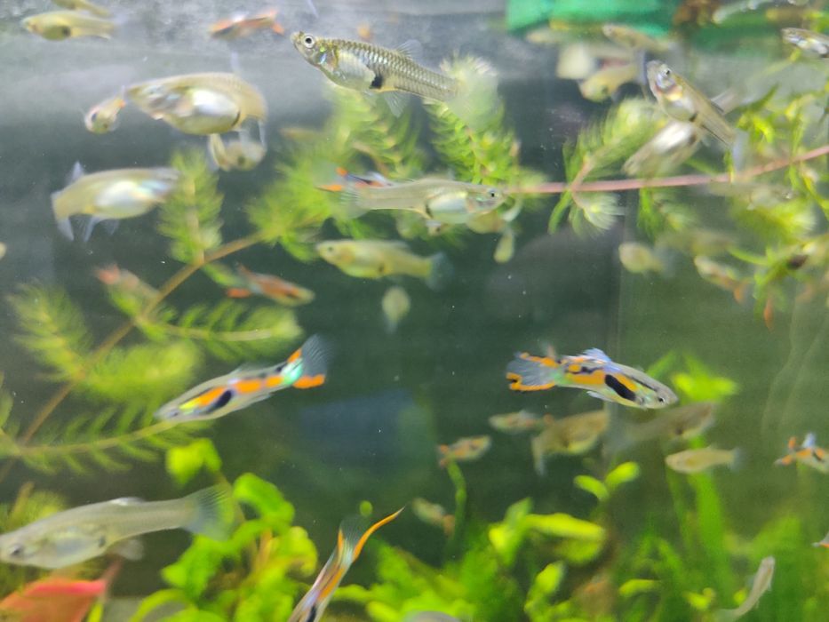 Гуппи Эндлера, 50 шт 100 грн.