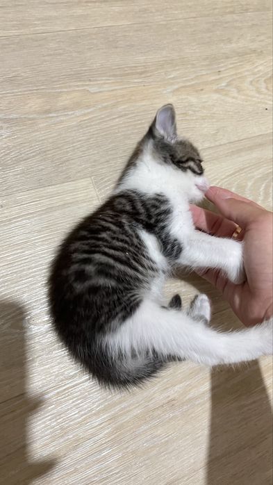 Котенок, тигровый мальчик в добрые руки
