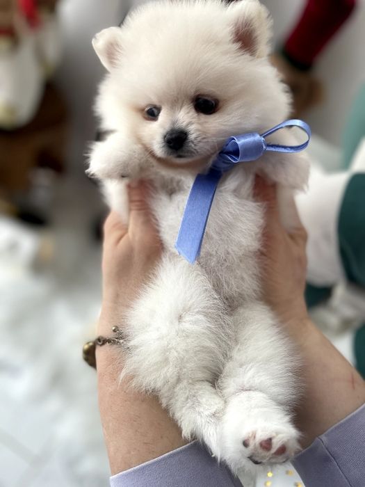 Померанські шпіци  краса з характером