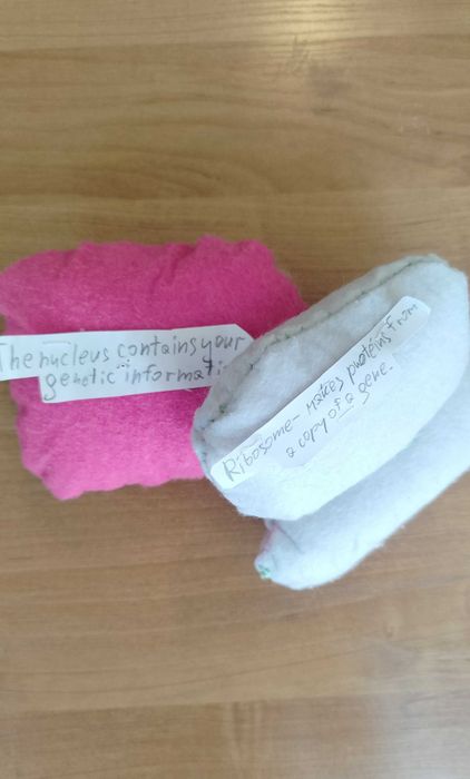 Ręcznie szyte organella komórkowe do nauki i dekoracji - rybosom i jądro komórkowe.