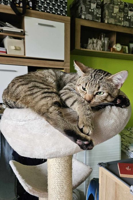 Kociaki, dziewczynka i chłopiec. Dziewczynka do adopcji