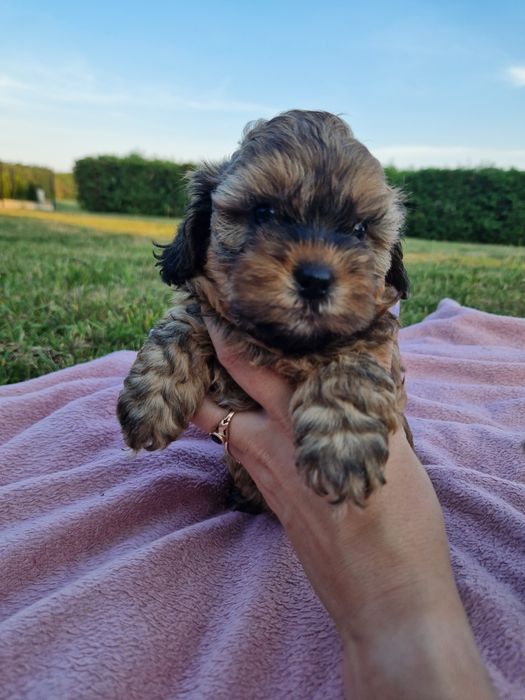 Shihpoo suczka shih tzu-pudel toy