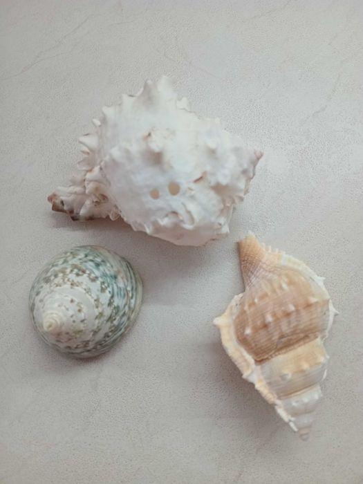 Ракушки морские большие 3 штуки