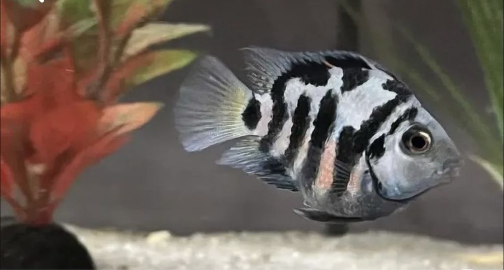 Папуга блакитний тигр рибки акваріумні