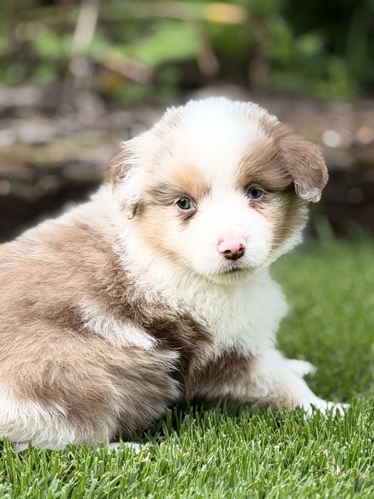Samiec Red Merle Miniaturowy Owczarek Amerykański