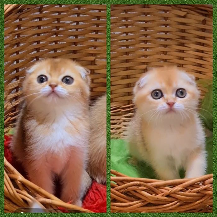 Золотые шиншиллы вислоухий и прямоухие