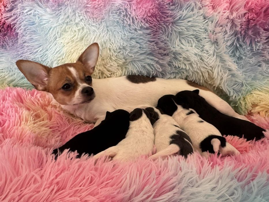 Rezerwacja szczeniąt chihuahua