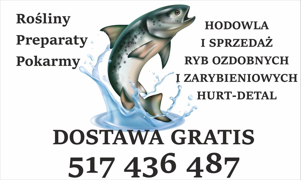 Świnka ryba glonożerna