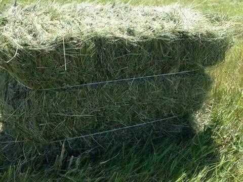 сіно тюковане на підстелювання