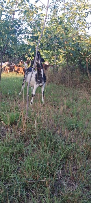 Продам дойную козу