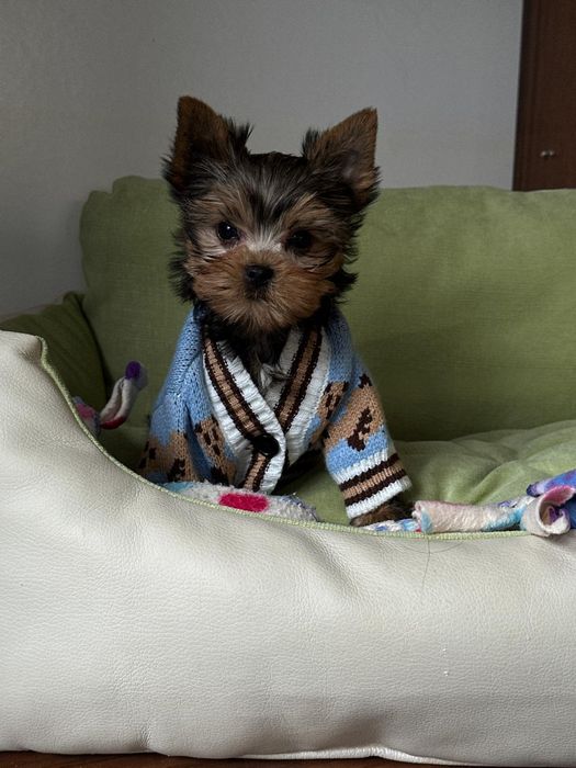 Усміхнений клубочок радості – енергійний міні-йорк у подарунок душі