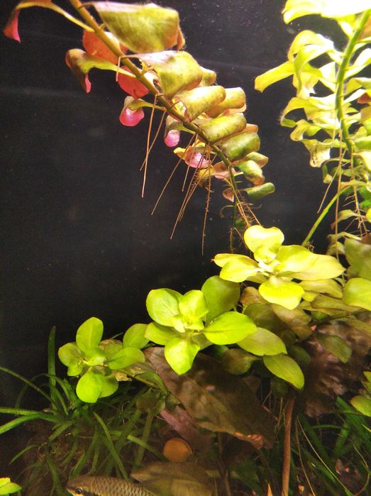 Акваріумні рослини