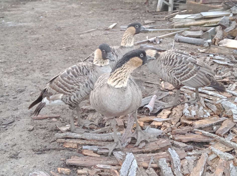 Гуси    2024 року