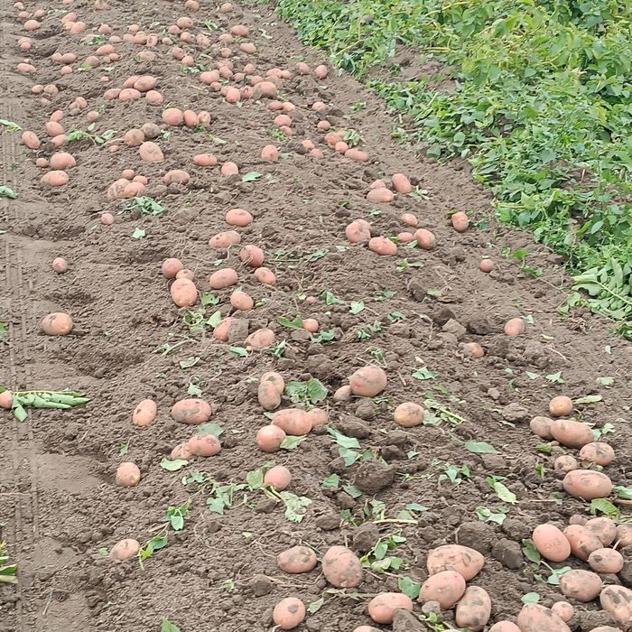 Ziemniaki jadalne czerwone Red Sonia worki po 15 kg