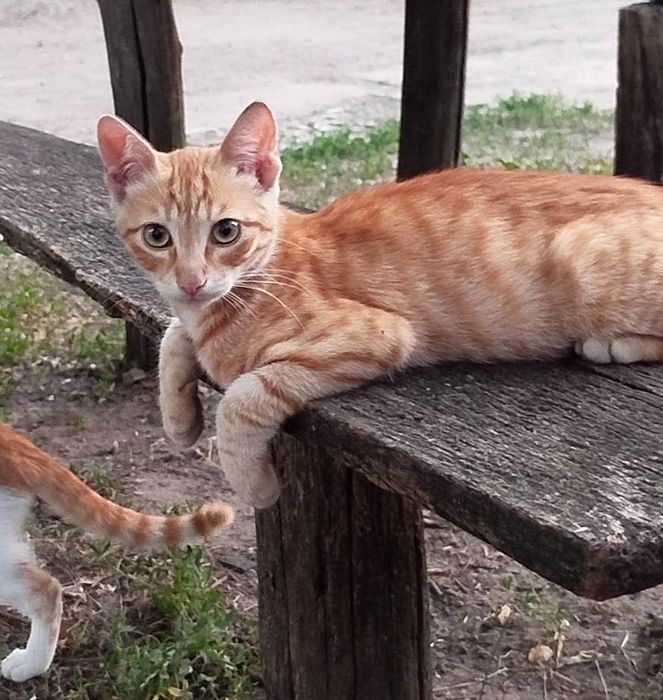 Отдам рыжего котёнка-мальчика