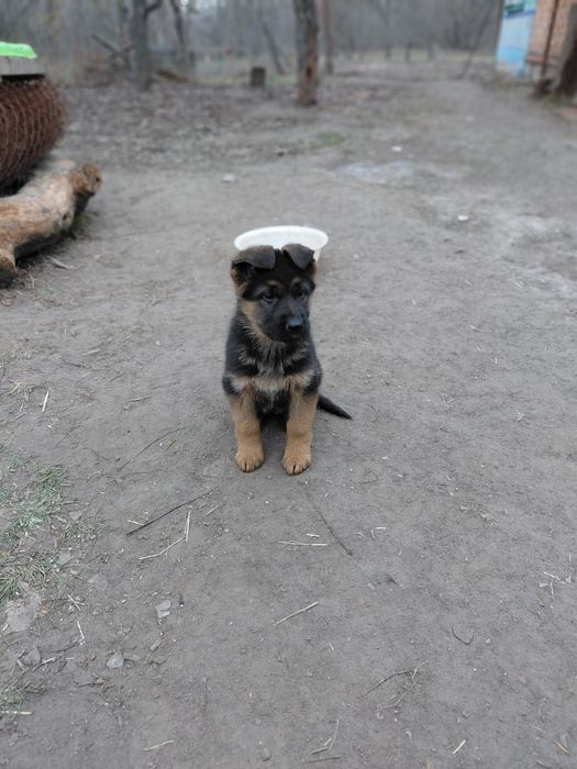 Цуценята німецької вівчарки