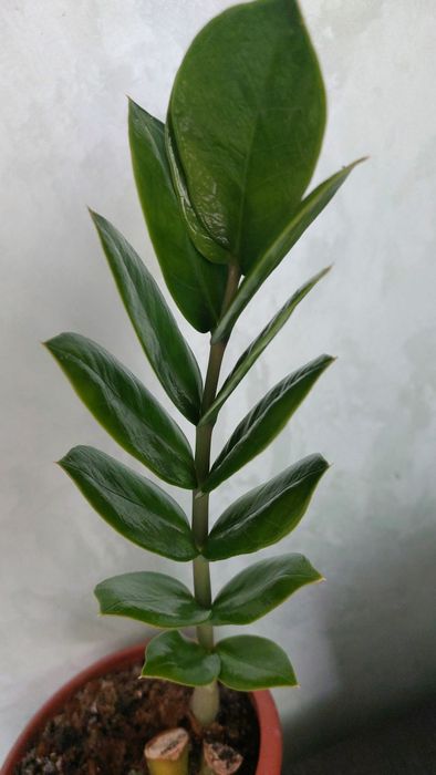 Кімнатні рослини