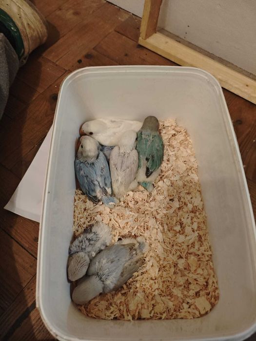 Roseicollis muito bonitos e meigos criados a mao