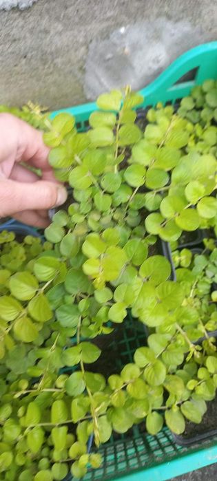 Вербейник монетчатий