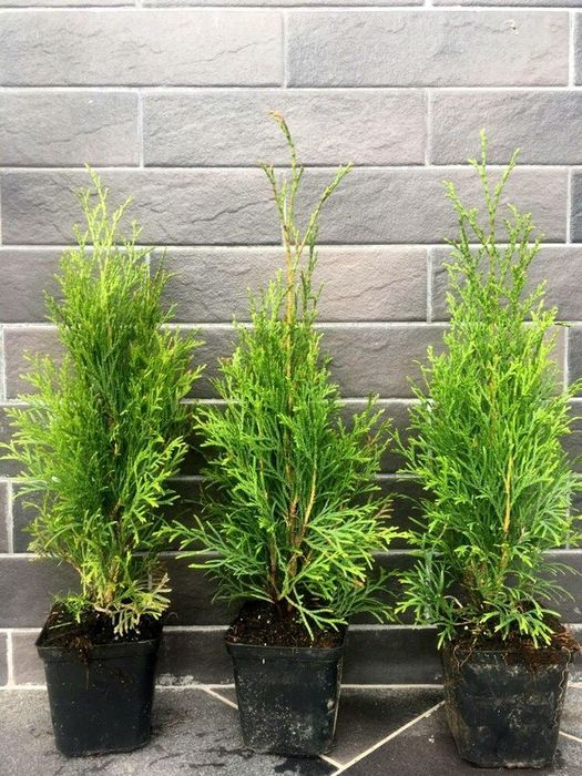 Туя західна Смарагд/Smaragd