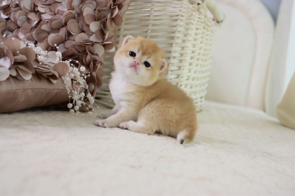 Британська кішечка золота шиншила NY12 ny11