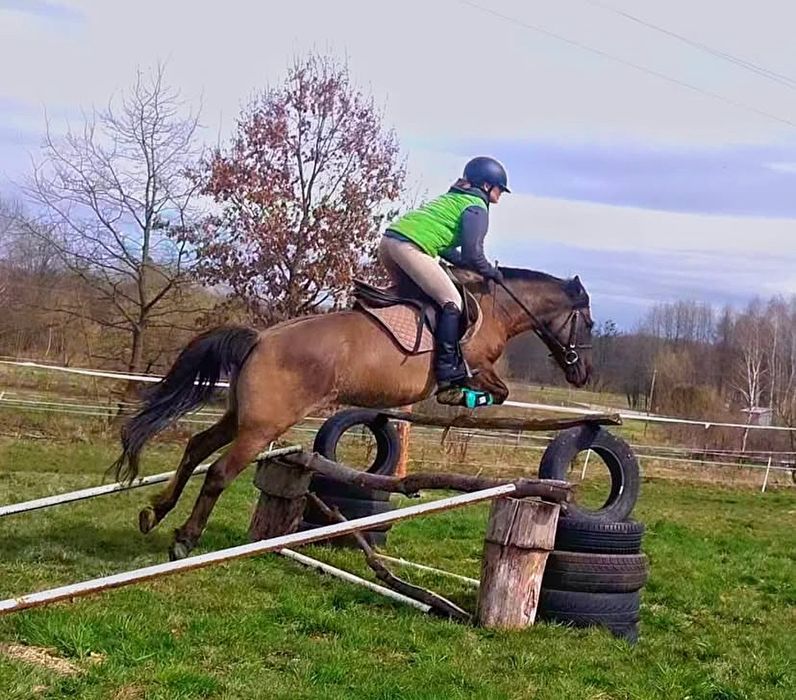 Klacz dla doswoadczonego przyszłościowa do 100cm