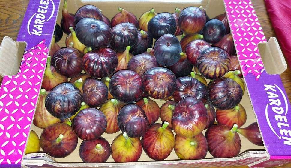 Продам домашний инжир