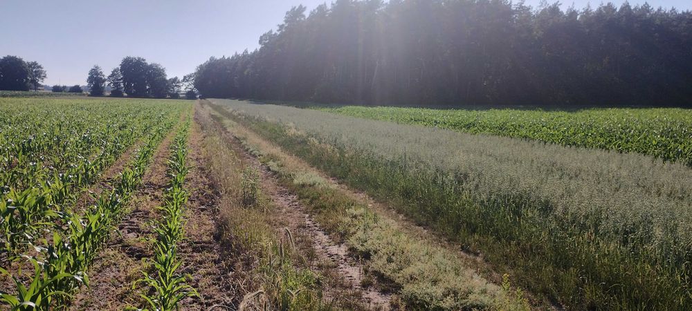 działka budowlana