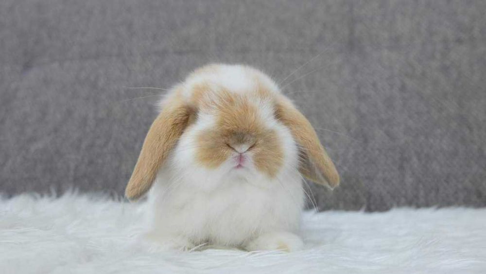 Coelhos anões Bebés desparasitados e vacinados +KIT Gaiola Nova