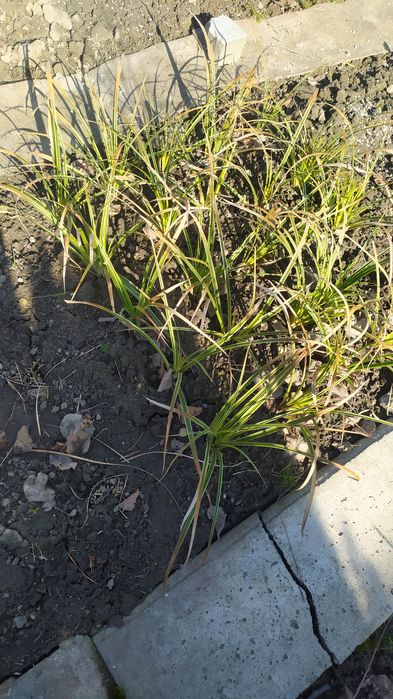 Trawa ozdobna turzyca ,hosta,funkie, milin