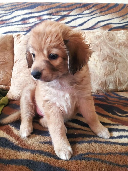 Собачка цуценя дівчинка