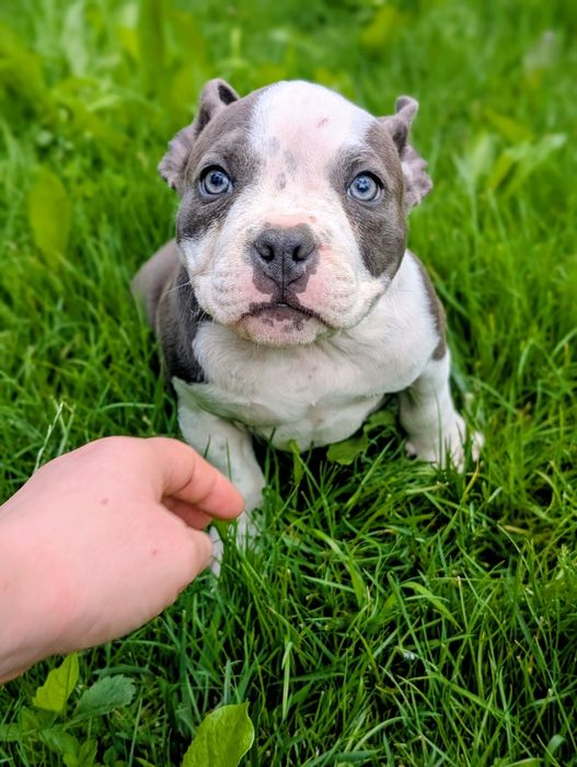 Suczka american bully