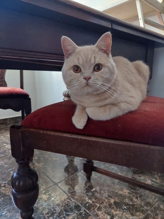 Котик Шотландець для злучки