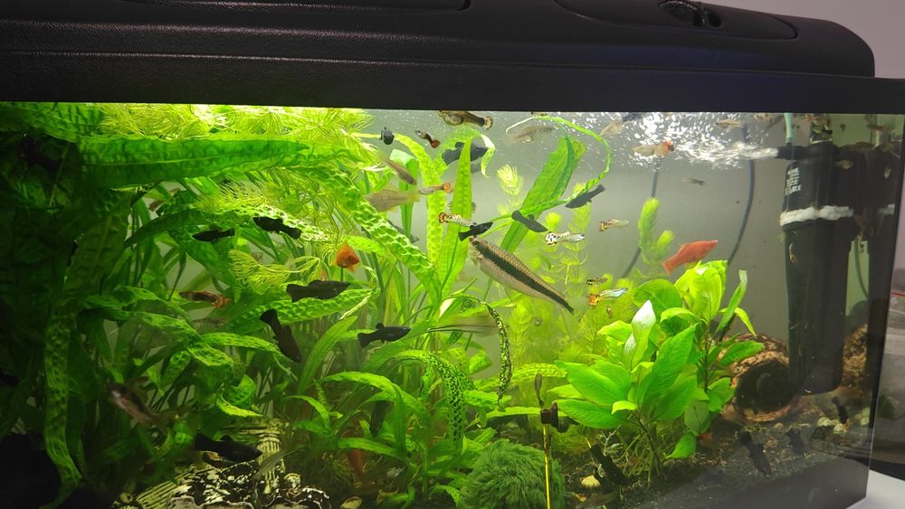 Pawie Oczka Molinezje Czarne Mieczyki