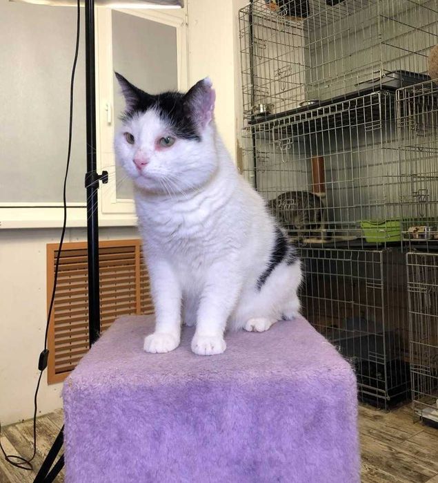 Котик Семен шукає свою родину!