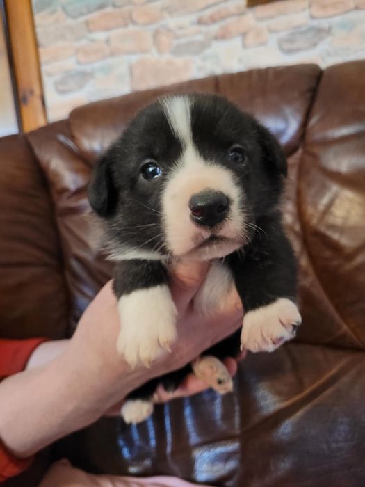 Welsh Corgi Cardigan FCI