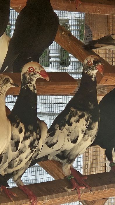 Gołebie duńskie lotne