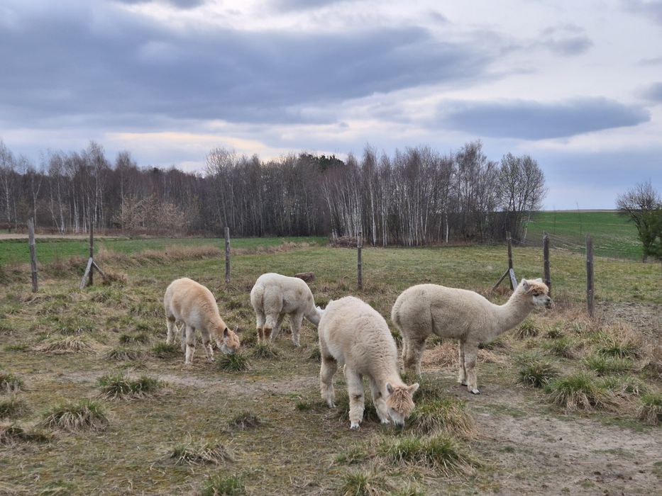 Stado 4 Alpak - samice