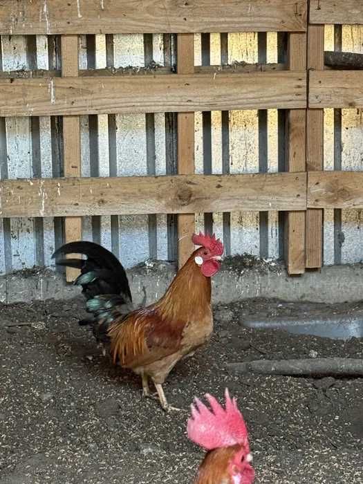 Sprzedam Koguta Liliput