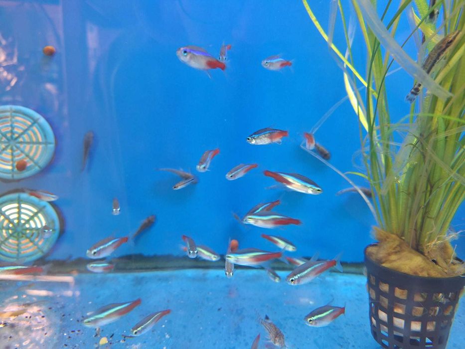 Tetra néon/paracheirodon innesi