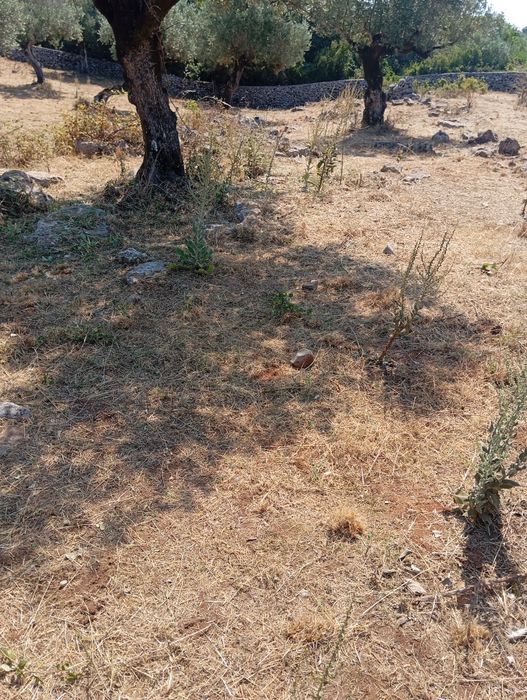 Limpeza de terrenos