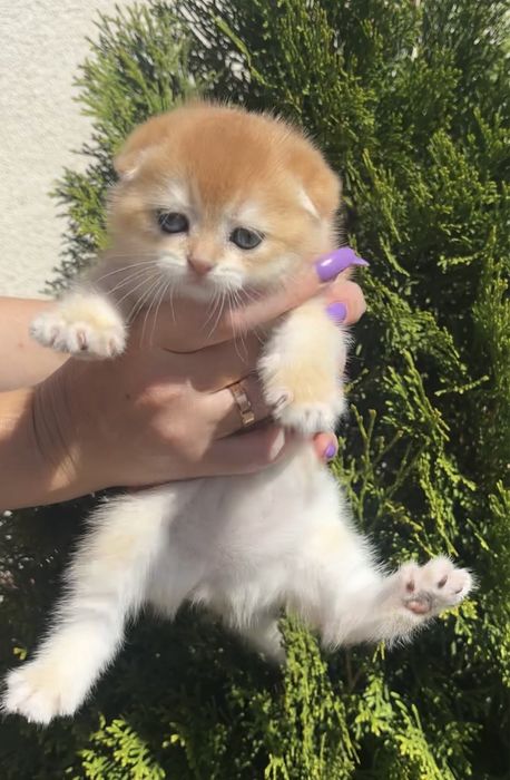 Гарнюнє кошенятко дівчинка 1,5 міс. Scottish fold