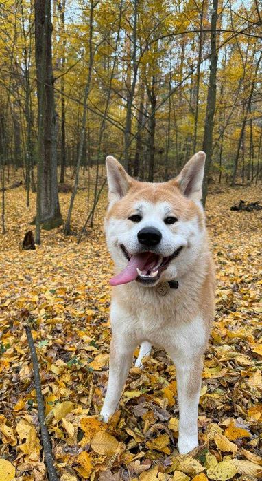 Кобель акіта іну для в’язки
