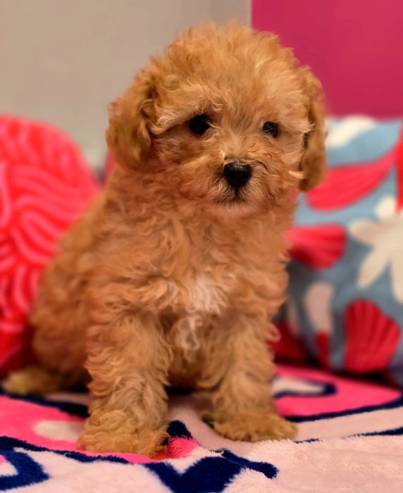 Suczka maltipoo!