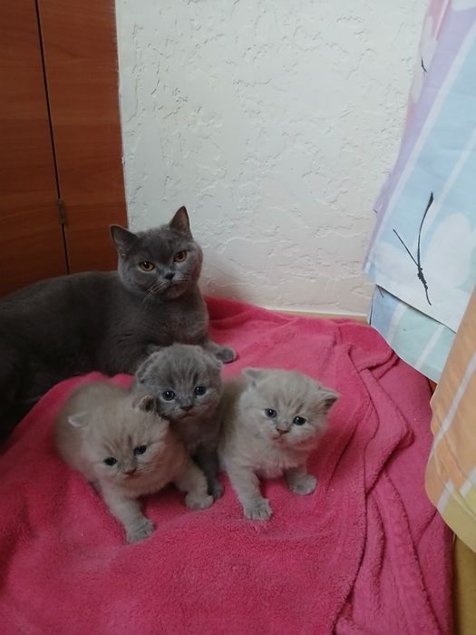 Шотландські кошенята