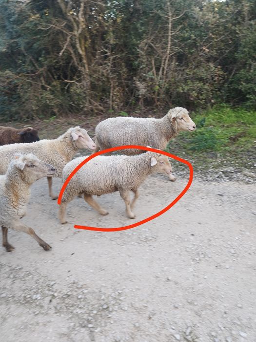 borregos     para     cobrir